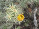 PICTURES/Wildflowers - Desert in Bloom/t_Yellow Spikes1.JPG